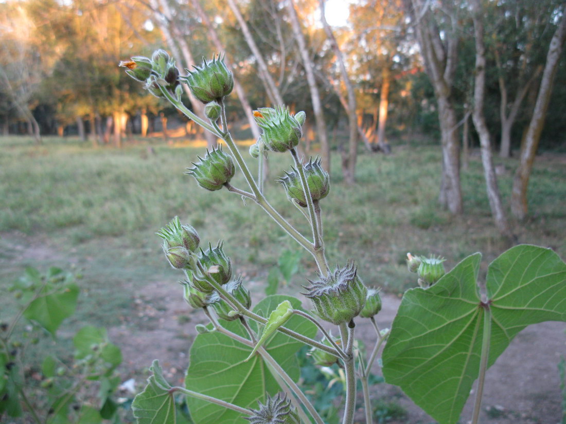 Image of Abutilon theophrasti specimen.