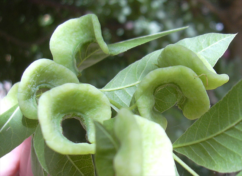 Image of Pistacia palaestina specimen.