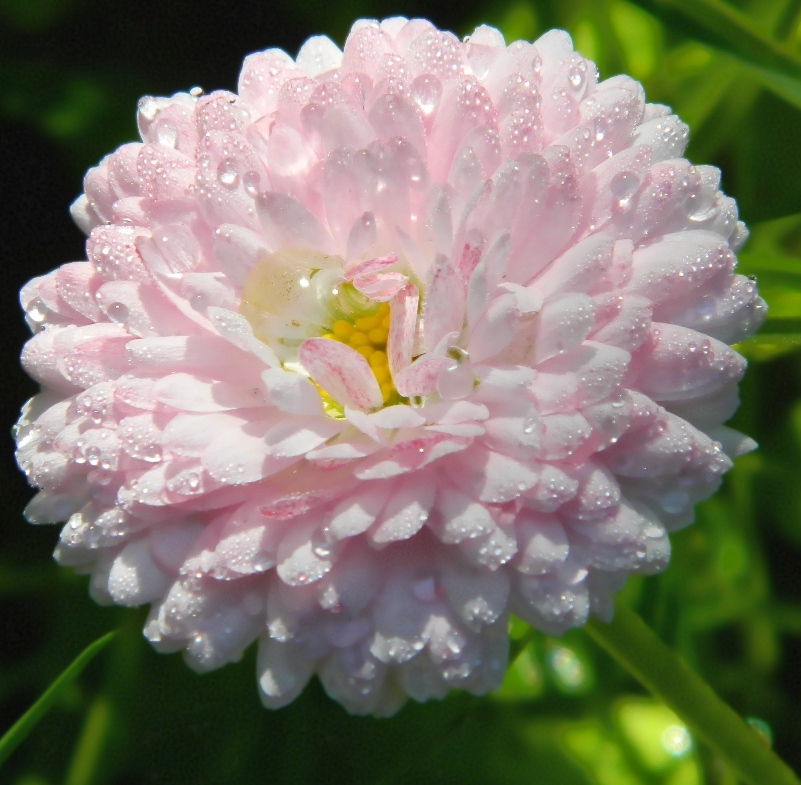 Image of Bellis perennis specimen.