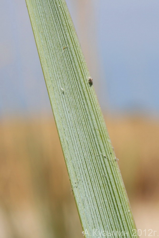 Image of Leymus racemosus ssp. sabulosus specimen.