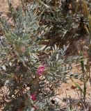 Astragalus bethlehemiticus. Цветущее растение. Israel, Negev Mountains. 16.04.2010.