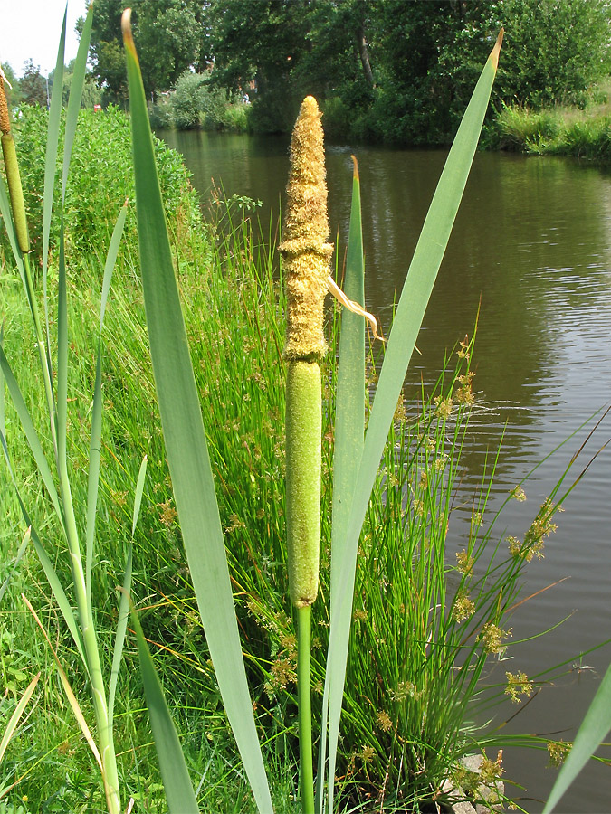 Изображение особи Typha latifolia.