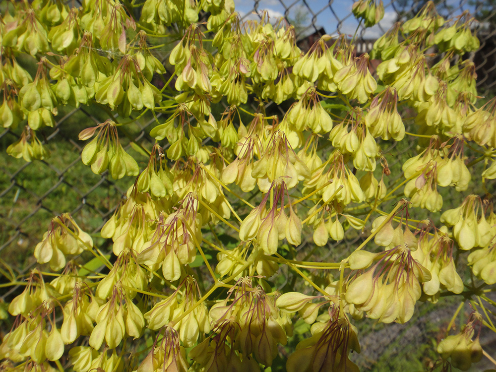 Изображение особи Thalictrum contortum.