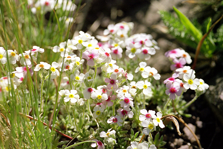 Image of Androsace sericea specimen.