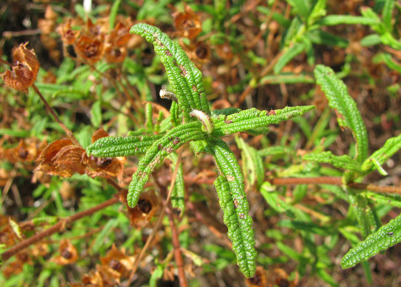 Image of Cistus monspeliensis specimen.