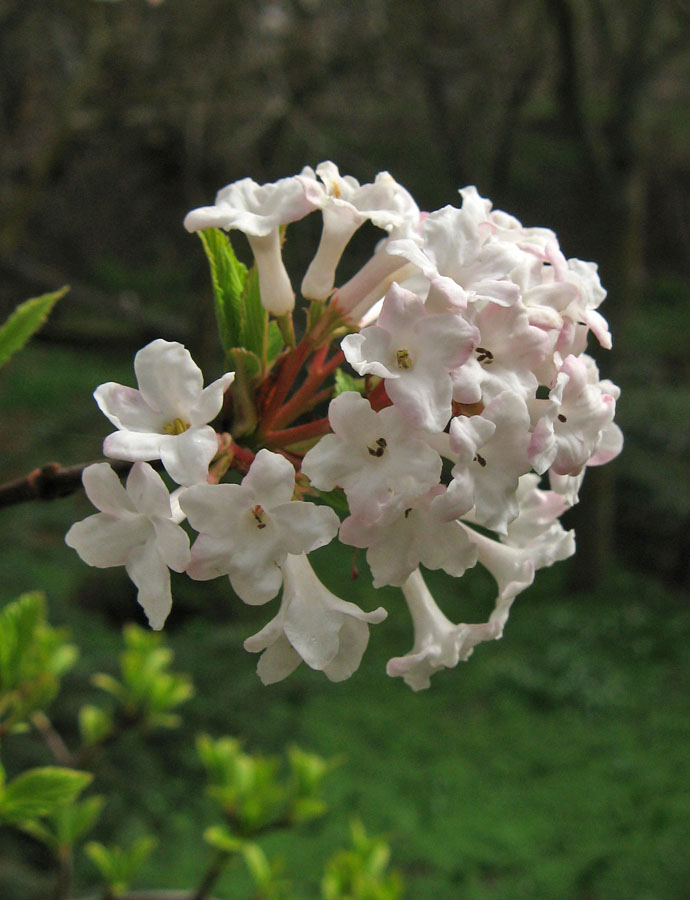 Image of Viburnum farreri specimen.