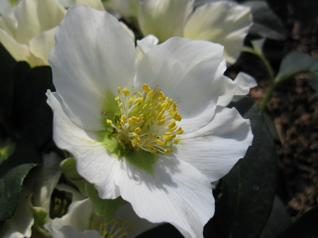 Изображение особи Helleborus niger.