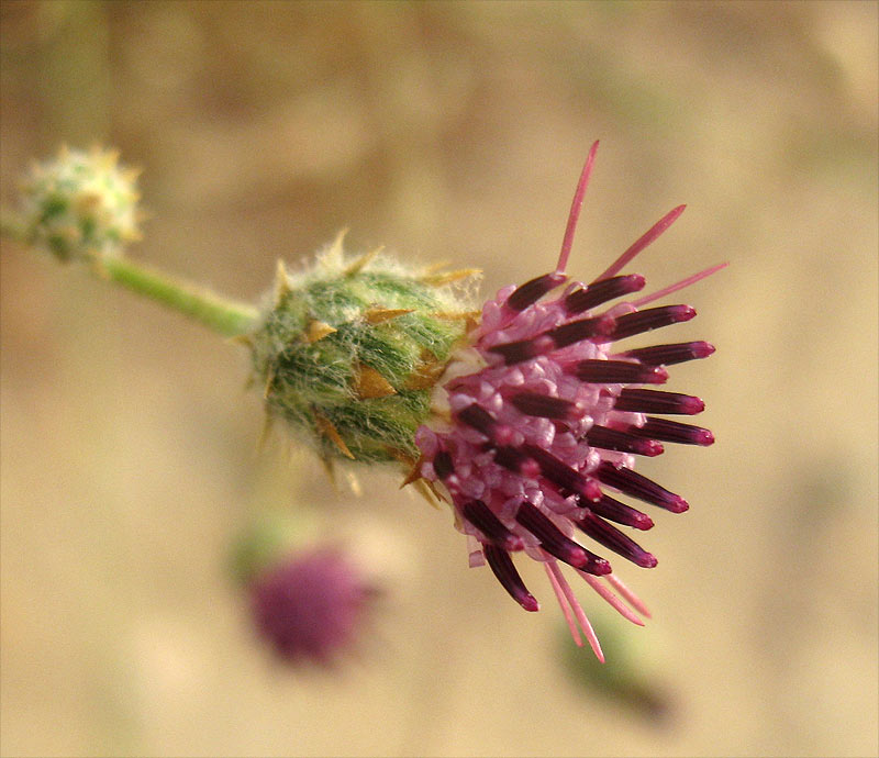 Image of Volutaria lippii specimen.