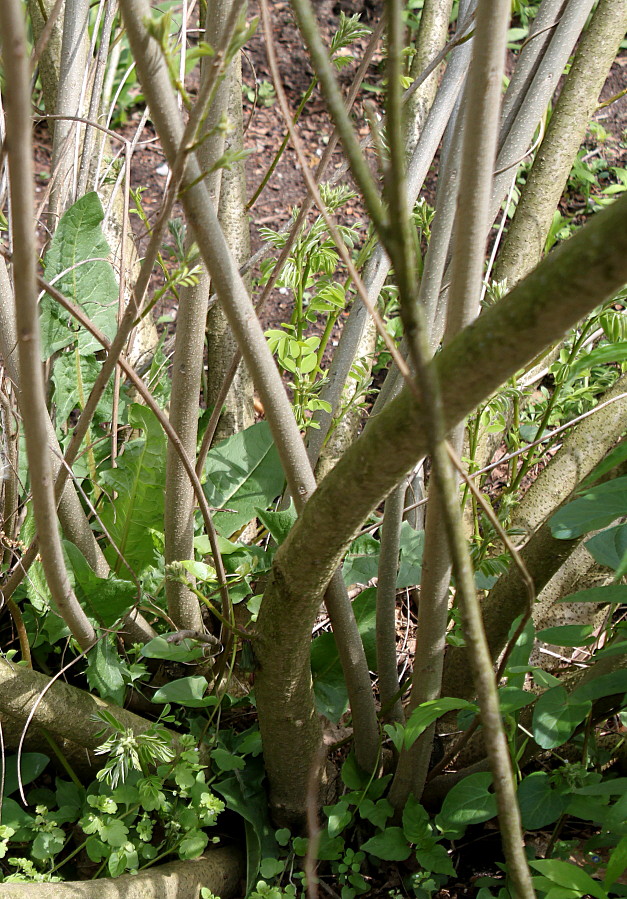 Image of Amorpha fruticosa specimen.