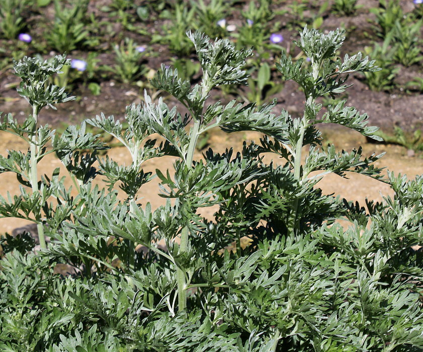 Изображение особи Artemisia absinthium.