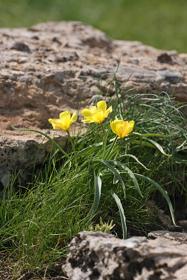 Image of Tulipa lemmersii specimen.