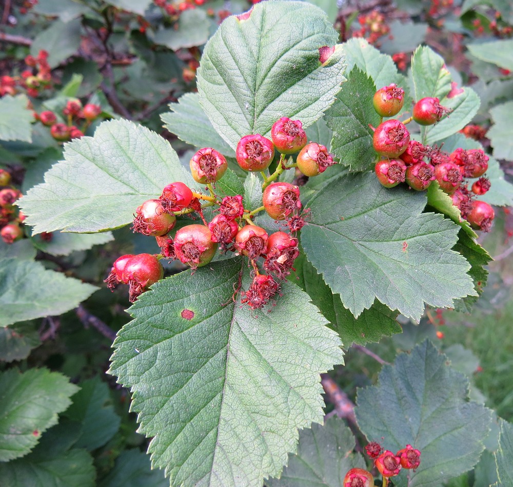 Image of Crataegus sanguinea specimen.