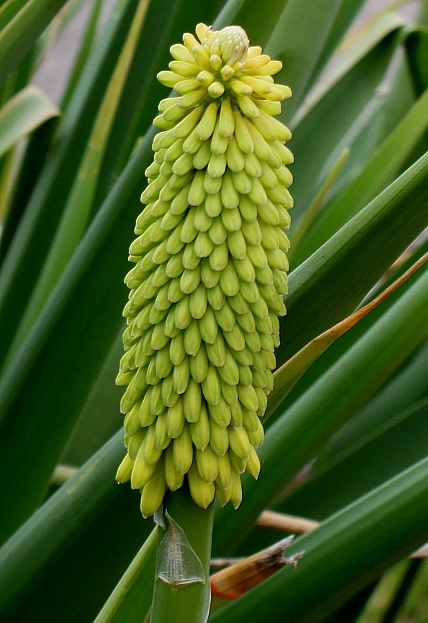 Изображение особи Kniphofia uvaria.