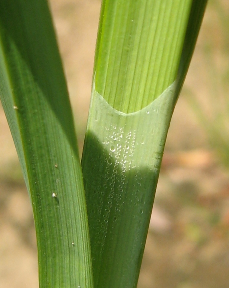 Image of Carex aquatilis specimen.