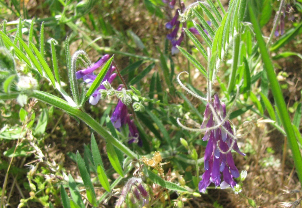 Image of Vicia villosa specimen.