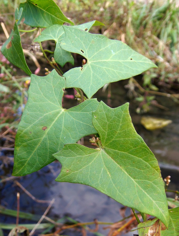 Image of Calystegia sepium specimen.