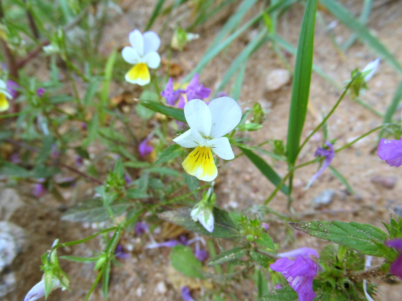 Image of Viola &times; contempta specimen.