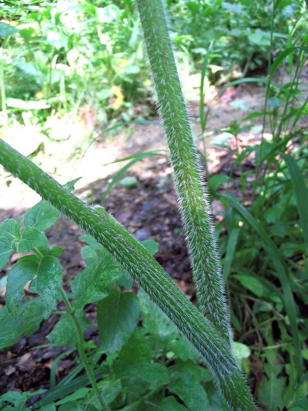 Image of Chaerophyllum aromaticum specimen.