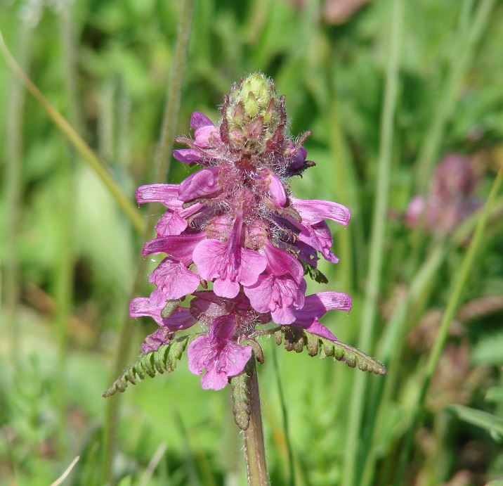 Image of Pedicularis verticillata specimen.