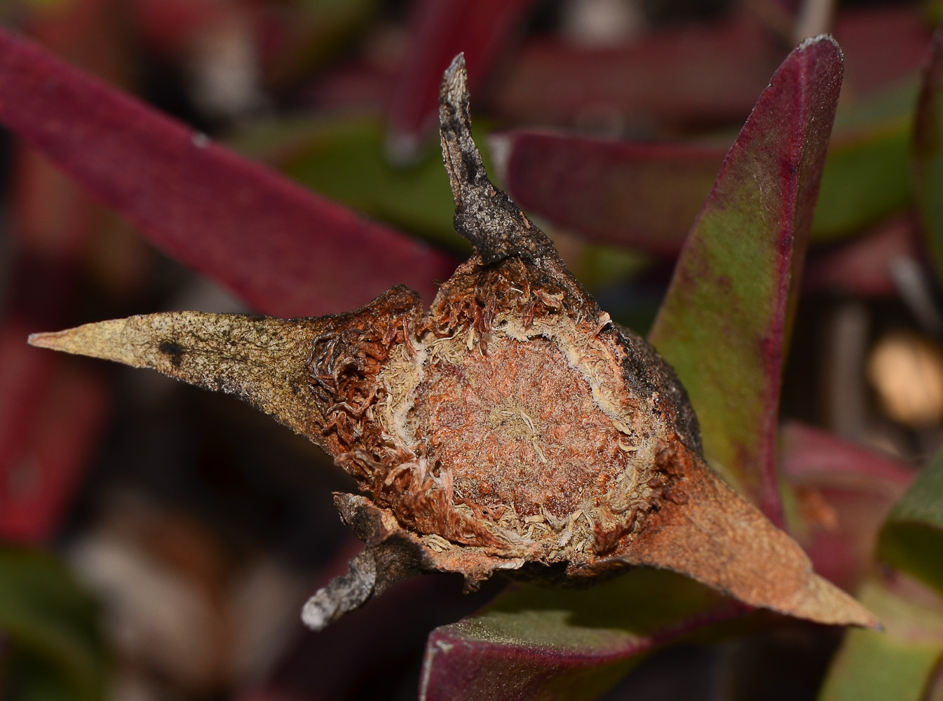 Image of genus Carpobrotus specimen.