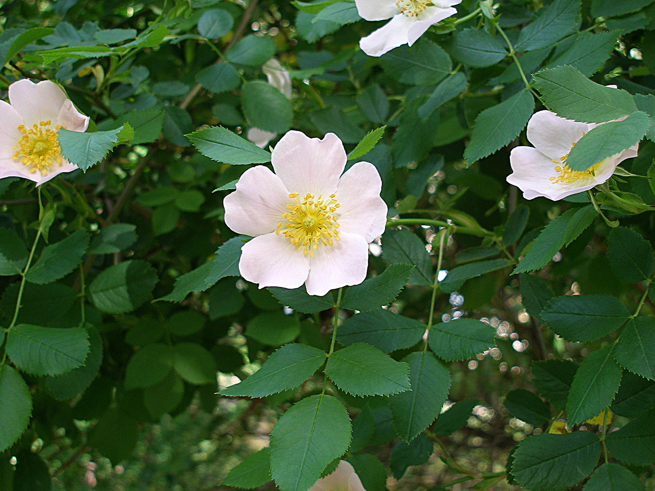 Image of Rosa canina specimen.