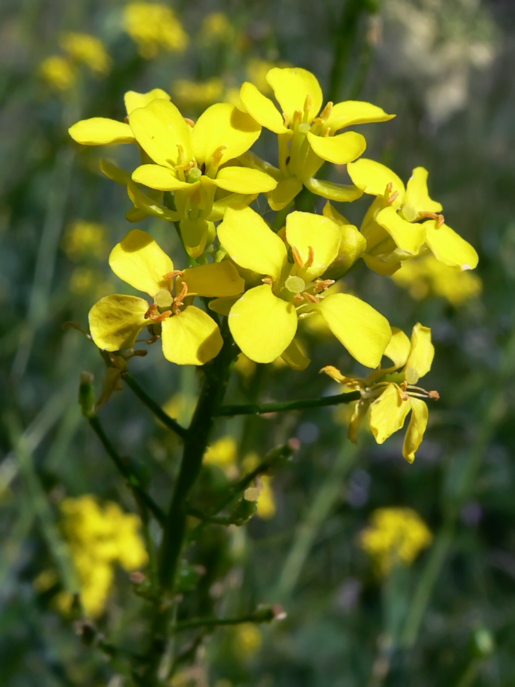 Изображение особи Bunias orientalis.