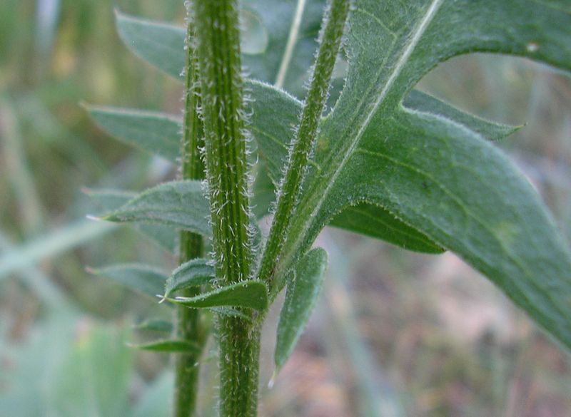 Image of Klasea radiata specimen.