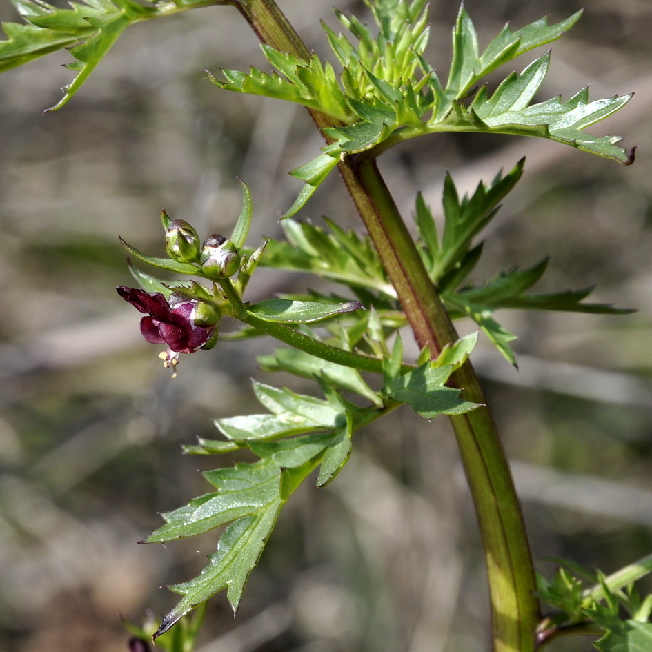 Изображение особи Scrophularia lucida.