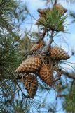 Pinus radiata. Ветвь с шишками. США, Калифорния, Сан-Франциско, городские посадки. 02.03.2014.