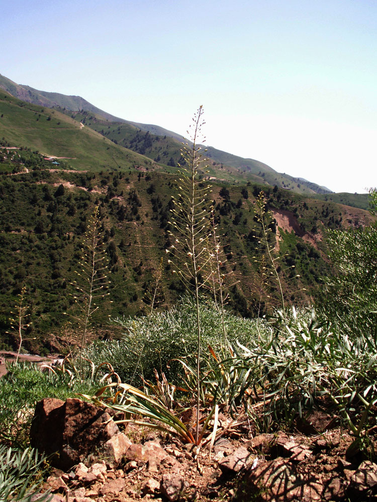 Image of Eremurus soogdianus specimen.