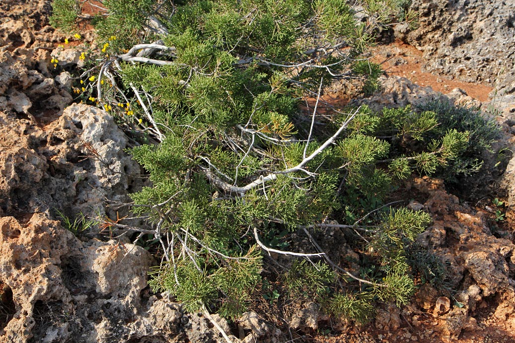 Image of Juniperus phoenicea specimen.