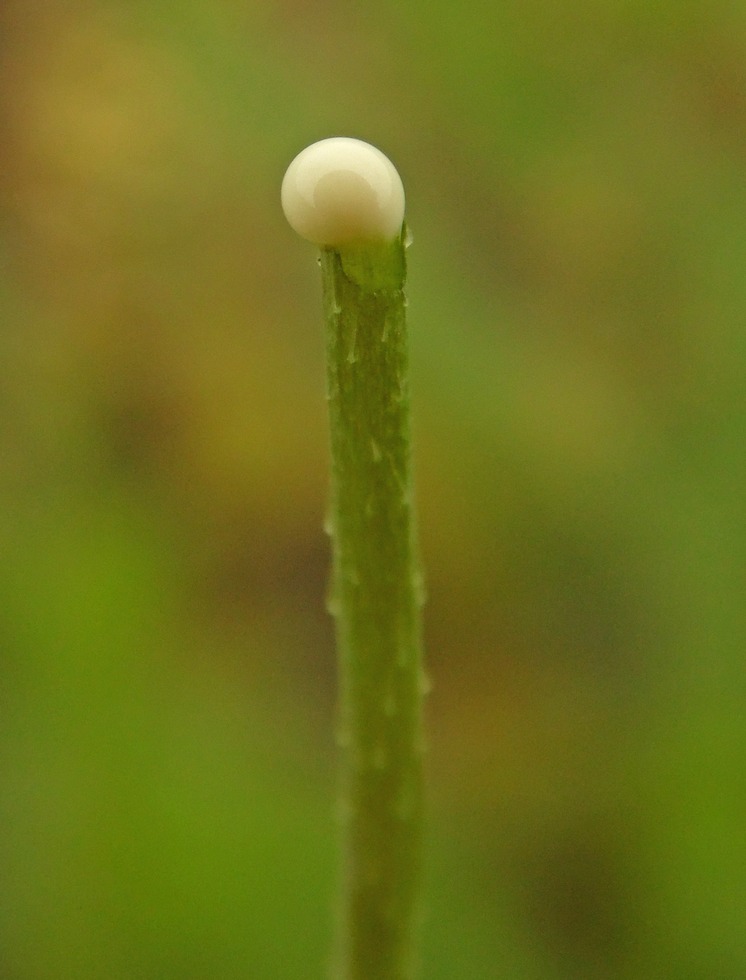 Image of Papaver laevigatum specimen.