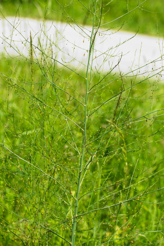 Изображение особи Asparagus officinalis.