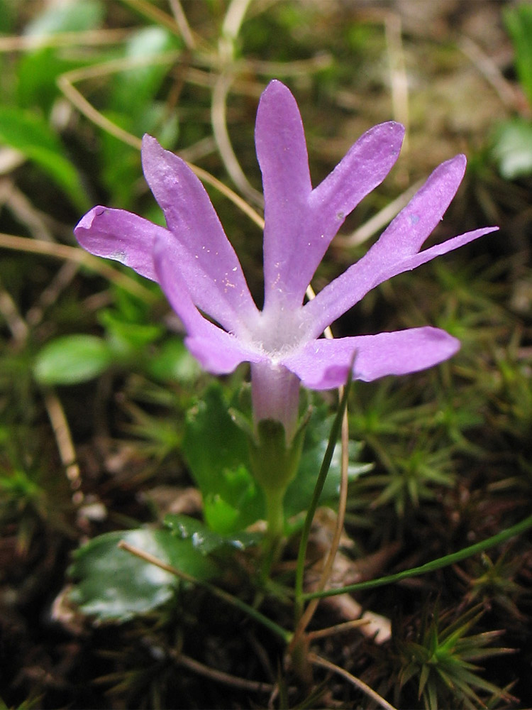 Image of Primula minima specimen.