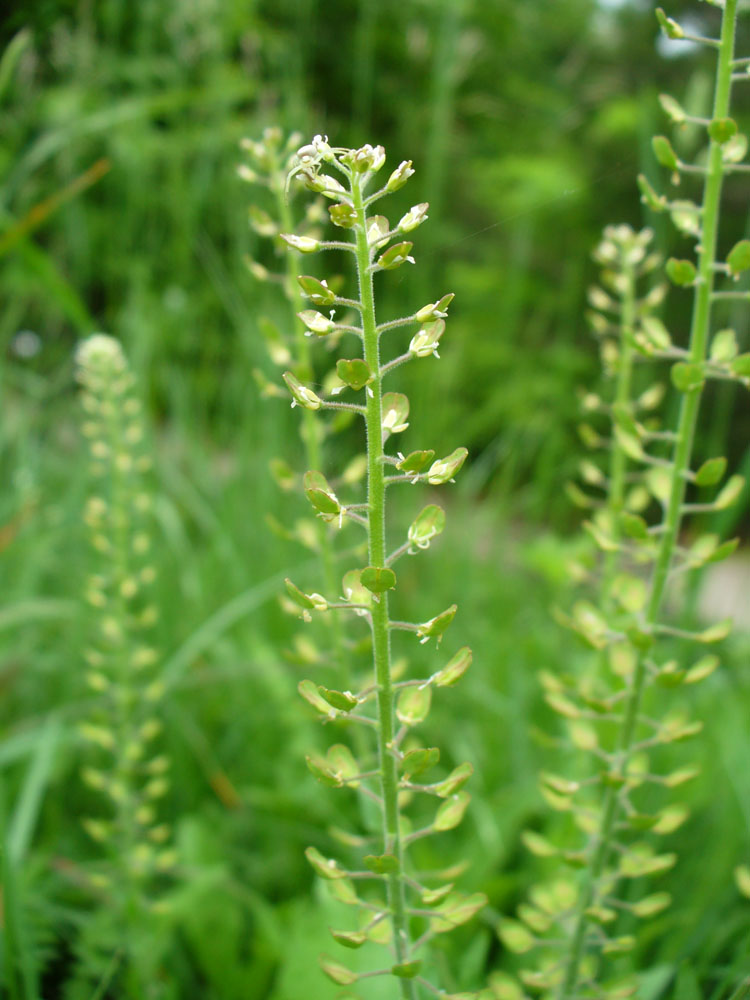 Изображение особи Lepidium campestre.