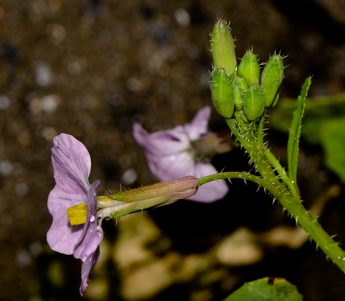 Изображение особи Raphanus rostratus.