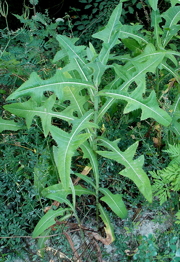 Image of Sonchus oleraceus specimen.