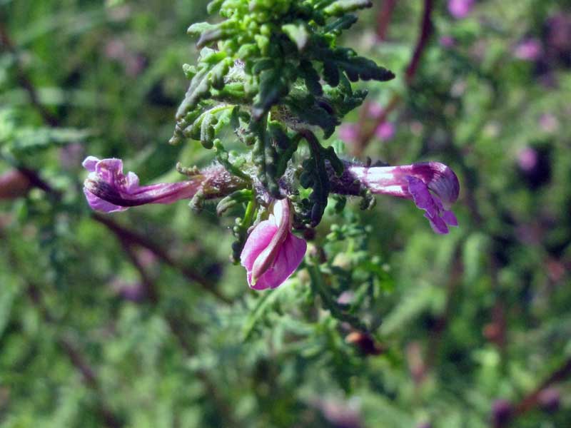 Image of Pedicularis karoi specimen.