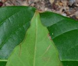 Lagerstroemia speciosa. Части листьев (сверху - вид с обратной стороны). Израиль, Шарон, г. Герцлия, в культуре. 21.06.2014.