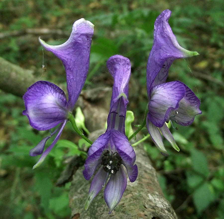 Изображение особи Aconitum lasiocarpum ssp. kotulae.