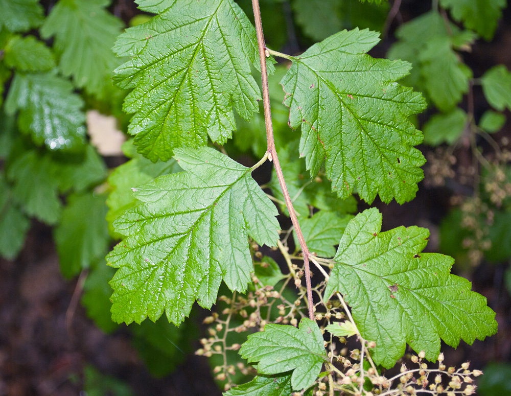 Image of Holodiscus discolor specimen.