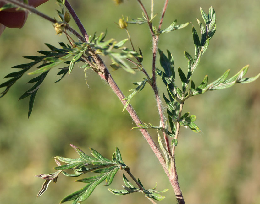 Image of Potentilla multifida specimen.