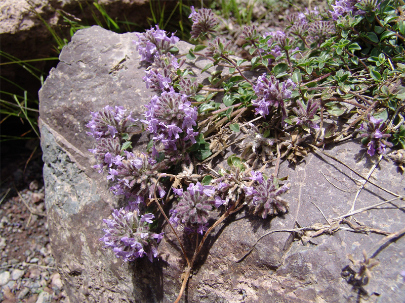 Image of Ziziphora puschkinii specimen.