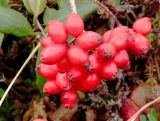 Sorbus sambucifolia. Соплодие. Камчатский край, Елизовский р-н, в окр. горы Летняя Поперечная, по границе каменоберёзового леса. 09.09.2008.