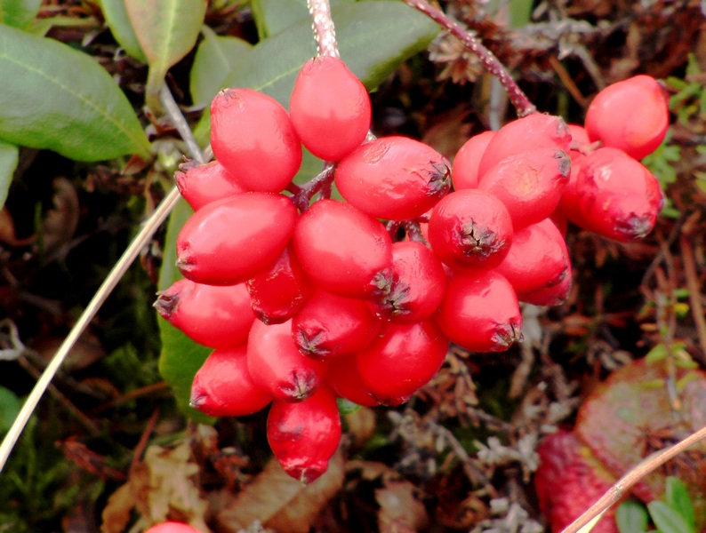 Image of Sorbus sambucifolia specimen.