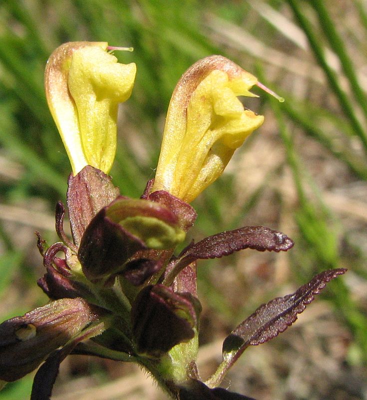 Изображение особи Pedicularis labradorica.