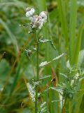 Achillea ledebourii. Верхушка цветущего растения. Восточно-Казахстанская область, Катон-Карагайский р-н, Бурхатский перевал, опушка горного кедрача. 23.08.2009.