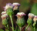 Erigeron politus