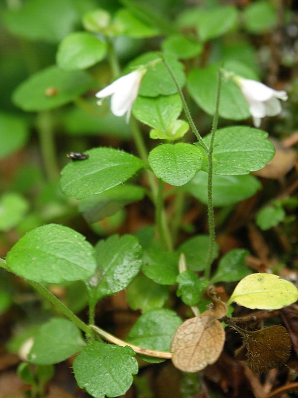 Изображение особи Linnaea borealis.