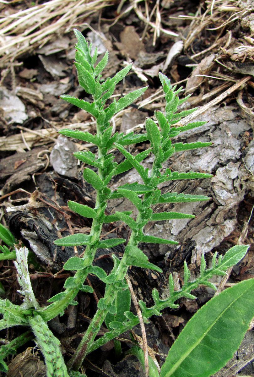 Image of Centaurea scabiosa specimen.